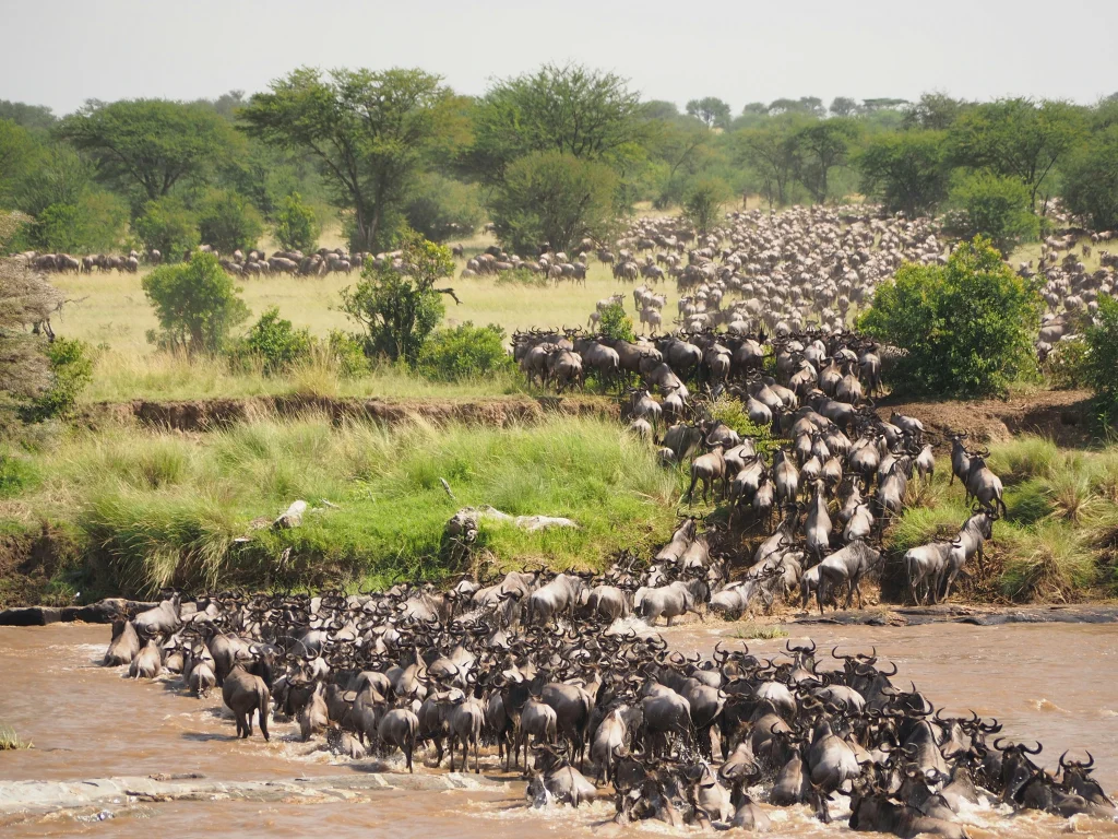Great Migration Safari.